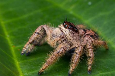 Giant Australian Jumping Spider