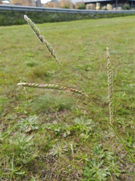 Paspalum Dilatatum Manual Of The Alien Plants Of Belgium