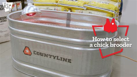 How To Choose The Right Brooder For Your New Chicks Tractor Supply Co