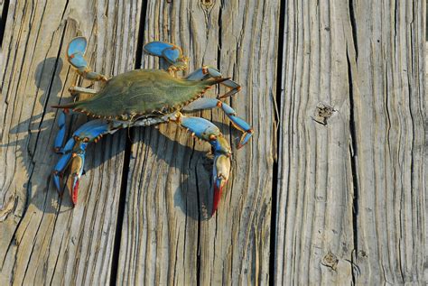 Maryland Blue Crab Images : File:maryland Blue Crab.jpg | Bodewasude