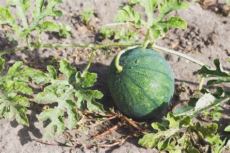 Cómo plantar sandias en tu huerto paso a paso