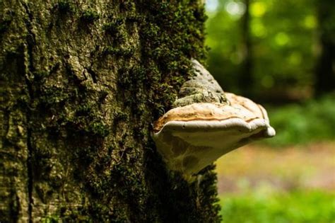 Parassiti Della Patata La Soluzione Viene Dalla Natura