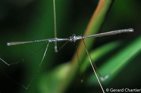 Thread Legged Assassin Bug Emesinae Gee Flickr