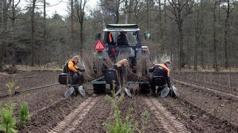 Waarom Wordt Nieuw Bos Altijd In Rijtjes Geplant