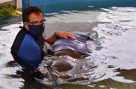 can manatees be mean 5