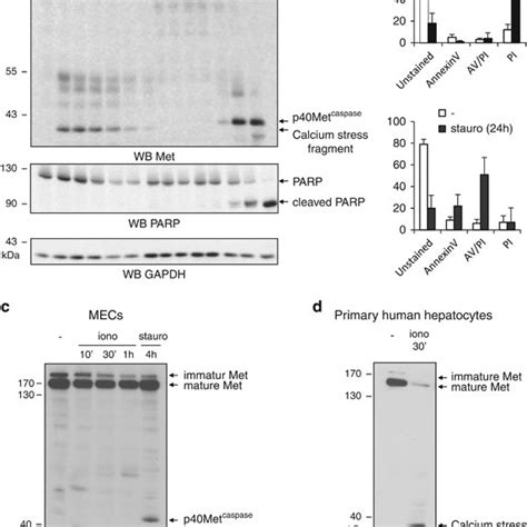 Ionomycin Induces Necrotic Cell Death And Generation Of A 40 Kda Met