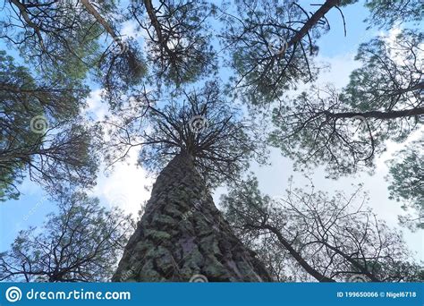 Canopy Of Tall Conifer Trees Stock Photo Image Of England Forest