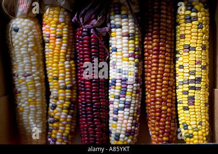 Mazorca De Ma Z Secos De Diferentes Colores En Manos Mexicanas En