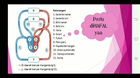 Belajar Peredaran Darah Pulmonalis Dan Sistemik Pada Manusia Youtube