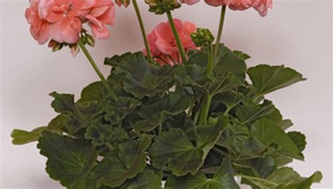 How To Care For Geraniums Indoors Over The Winter Garden Guides