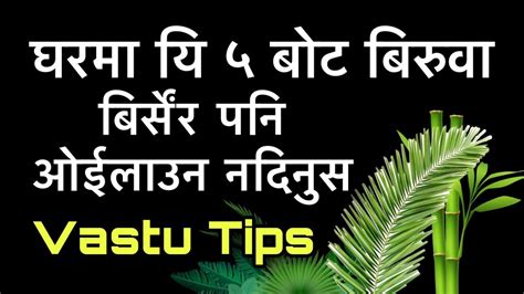 घरमा यि ५ बोट बिरुवा बिर्सेंर पनि ओईलाउन नदिनुसvastu Tips Youtube