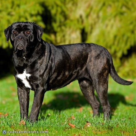 Cane Corso Coat Colors Coats And Colors