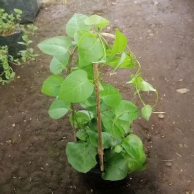 Jual Bibit Daun Binahong Bibit Binahong Pohon Binahong Anredera