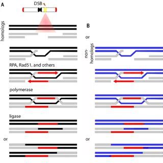 Homologous Recombination Repair Is Schematized In A After A DSB