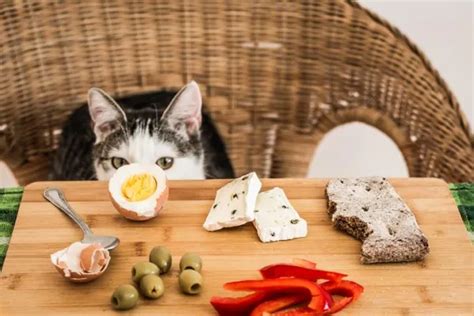 Alimentos Humanos Que Gatos Podem Comer Gatoman Acas