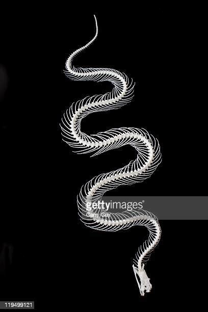 108 Anatomy Of A Snake Stock Photos, High-Res Pictures, and Images ...