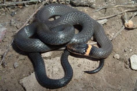 Ringneck Snake Types, Facts, and Pictures