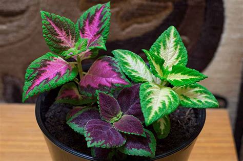 Purple And Green Leaf Plant Identification - Infoupdate.org