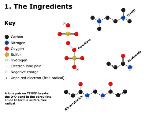 Polyacrylamide Gel Recipe Besto Blog