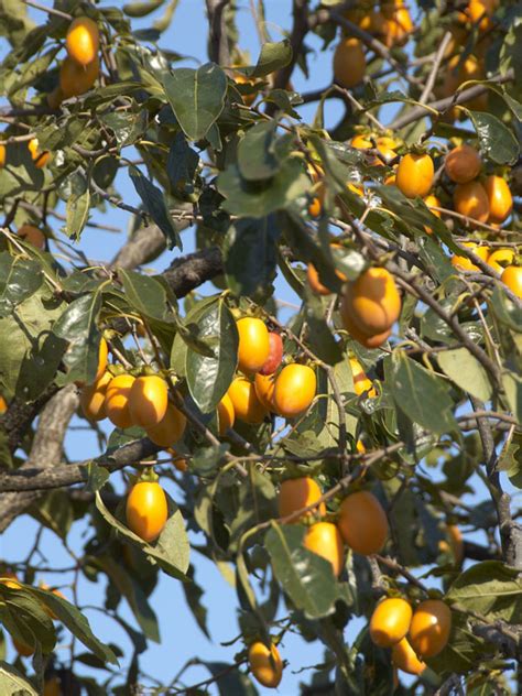 kaki japanese persimmon tree diospyros kaki urban perennials