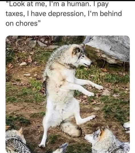 The Wolf Actually Looks Happy Meme Subido Por Voltron2211 Memedroid