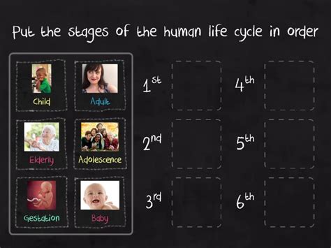 Human Life Cycle - Rank order