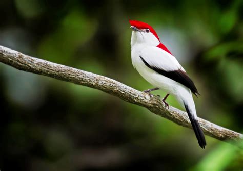 araripe manakin worlds  beautiful bird