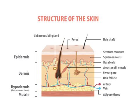 Understanding how our skin works