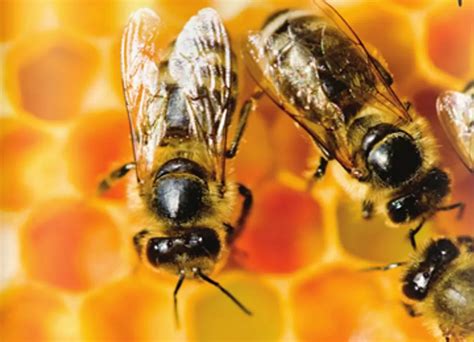 How Global Bee Decline Threatens Biodiversity And Ecosystem Stability