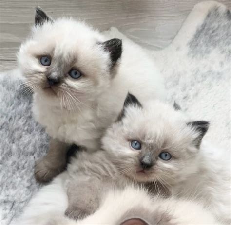 Ready To Go Purebred Himalayan Kittens Only Two Left Cats