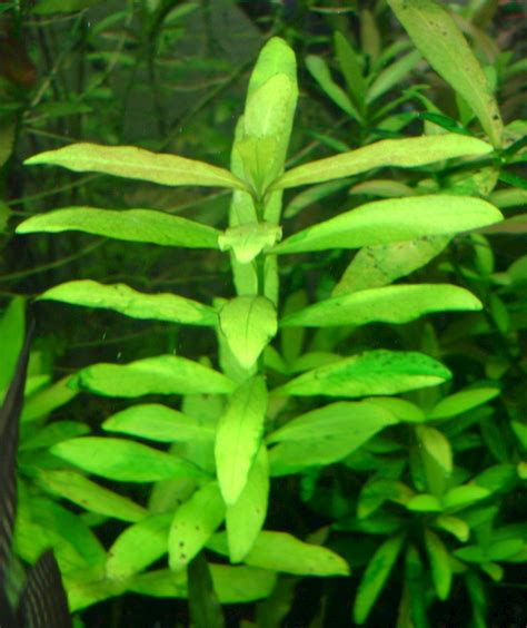 Hygrophila polysperma - UF/IFAS Assessment - University of Florida ...