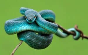 The Kundalini Snake | What Does It Represent And What Are Its Powers?