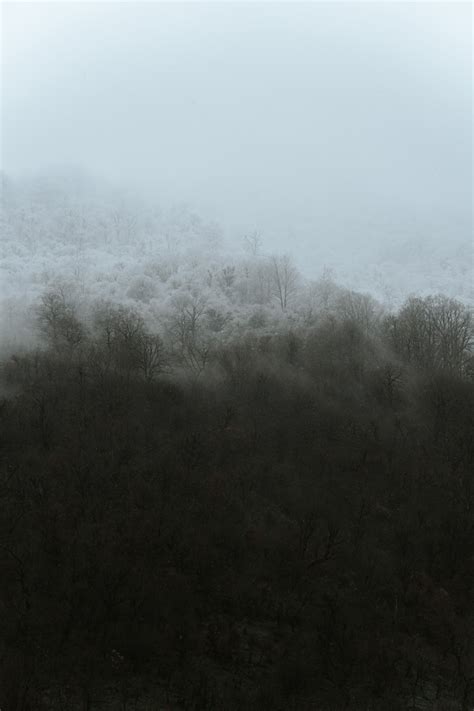 Foggy Mountain With Green Trees · Free Stock Photo