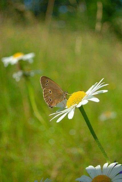 Pin By Tena Whitt On I Luv Butterflies Sunflowers And Daisies Garden