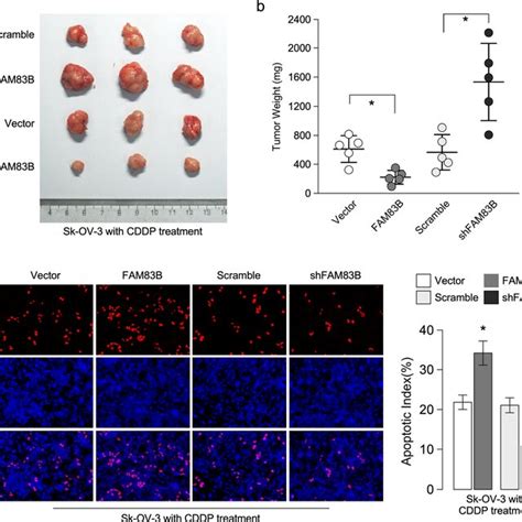 FAM83B Inhibits Cisplatin Resistance In Vivo A Photographs Of Dissected