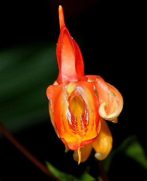 Impatiens Bicaudata 2 Neira Magic B Flickr