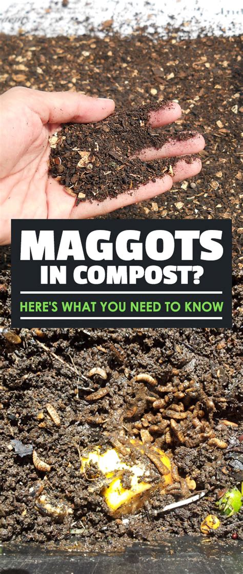 Maggots in Compost? Here's What You Need to Know