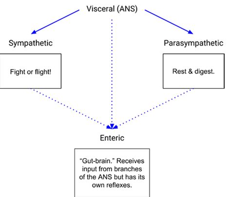 Navigating The Nervous System Part Ii The Autonomic Nervous System