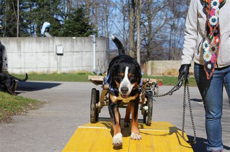 Zughund Zughunde Zum Holz