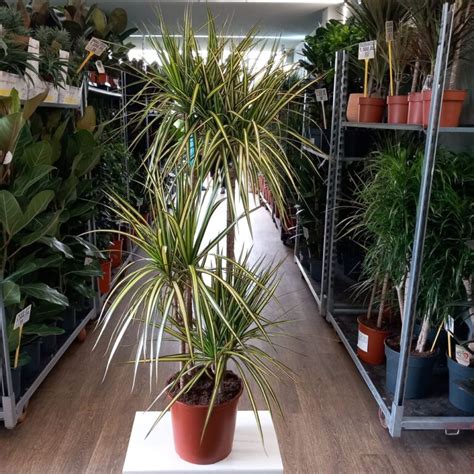 Dracaena Marginata Sunray Cm