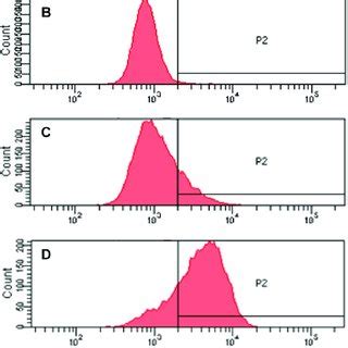 A Fate Of The Qd Mbp Inside Cells Following Uptake And Culturing