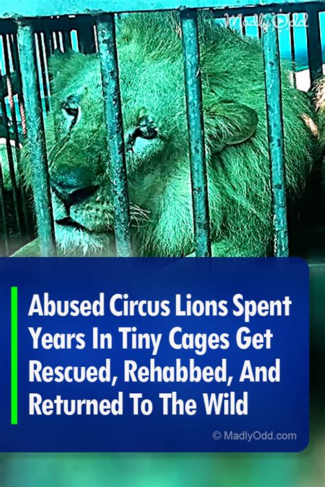 Abused Circus Lions Spent Years In Tiny Cages Get Rescued, Rehabbed ...