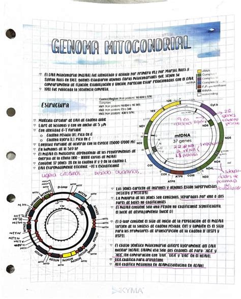 Genoma Mitocondrial MEDIKA NOTES UDocz