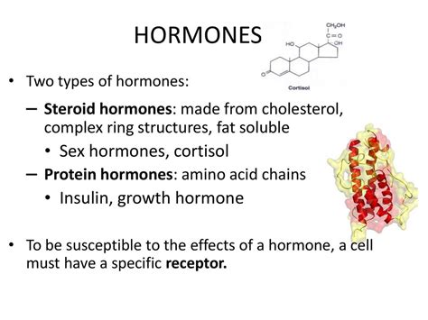 The Glands And Hormones Of The Endocrine System Ppt Download