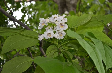 Catalpa tree - Watching for WildflowersWatching for Wildflowers