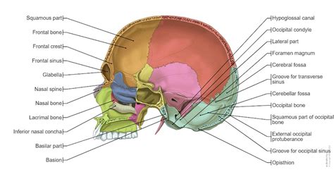 Skull Illustrations: normal anatomy | e-Anatomy