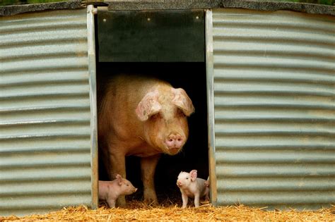 40 Adorable Pig Pictures To Make You Smile Reader S Digest