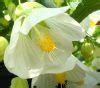 Abutilon Lucky Lantern White 6 Pot Hello Hello Plants Garden