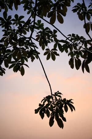 Silhueta das folhas da árvore no por do sol fotomural fotomurais