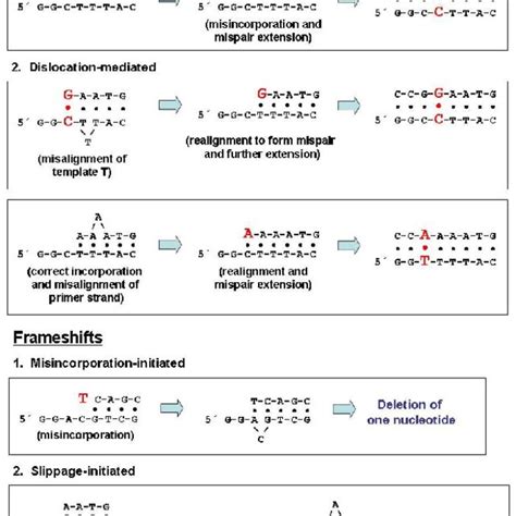 proposed models  mutational intermediates leading   generation